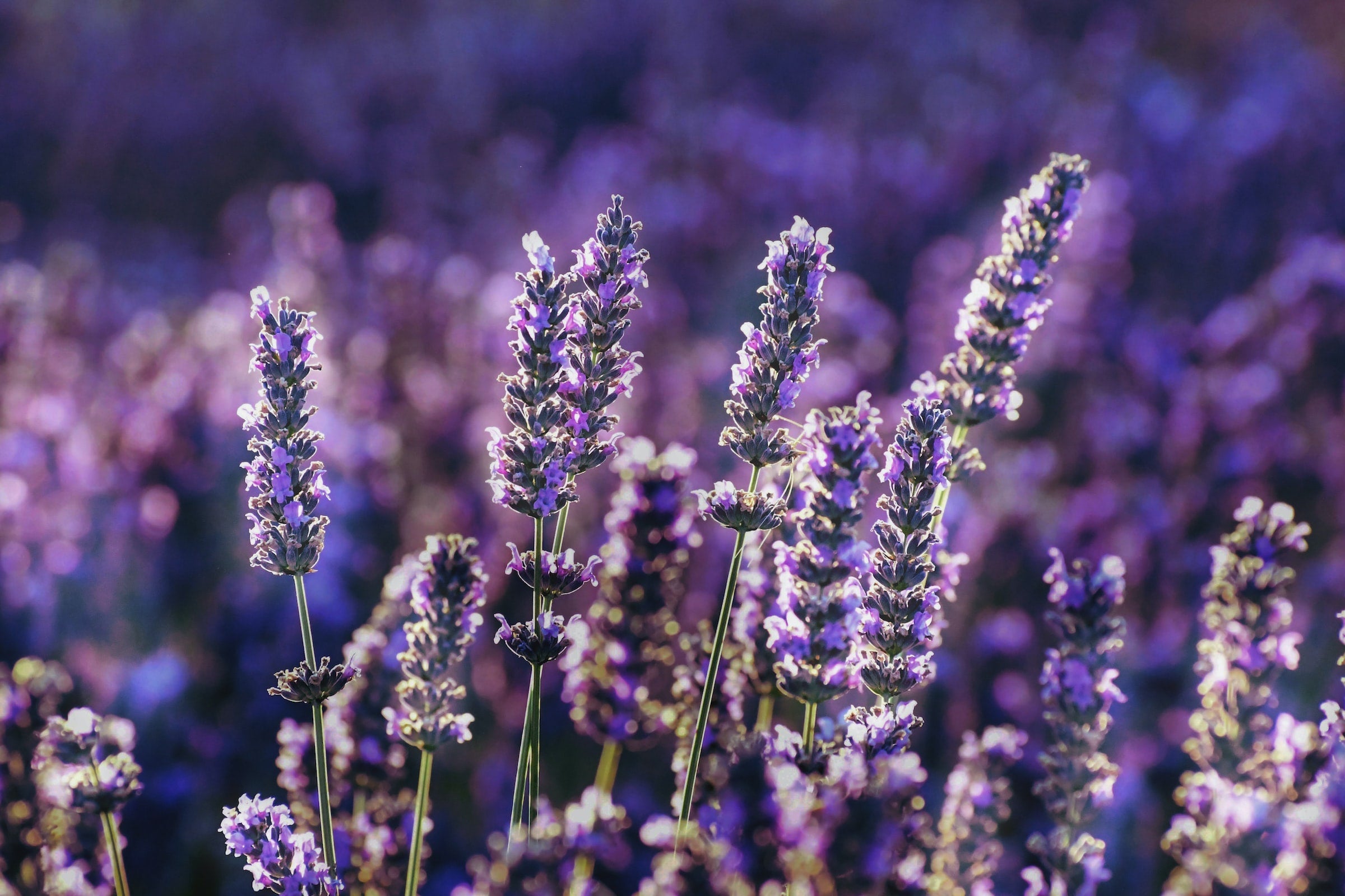 lavender field