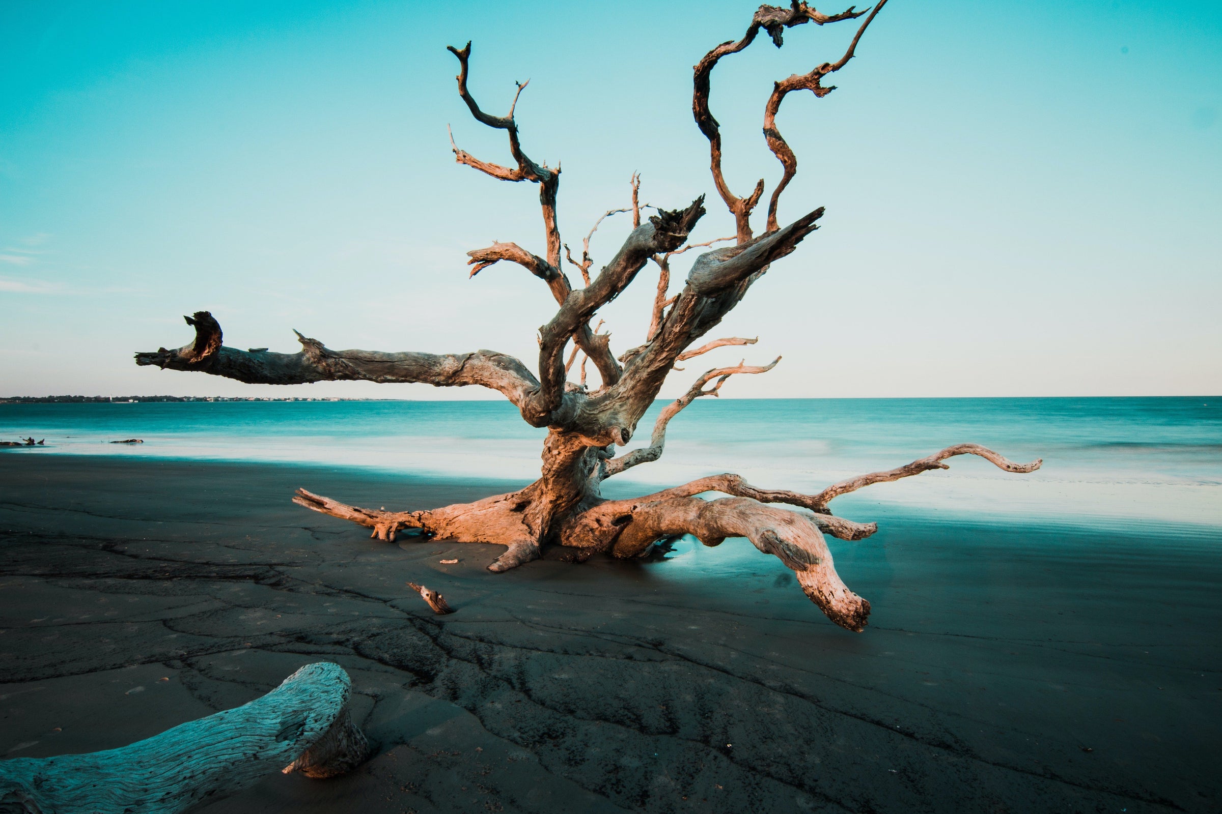 bare wood tree on the beach